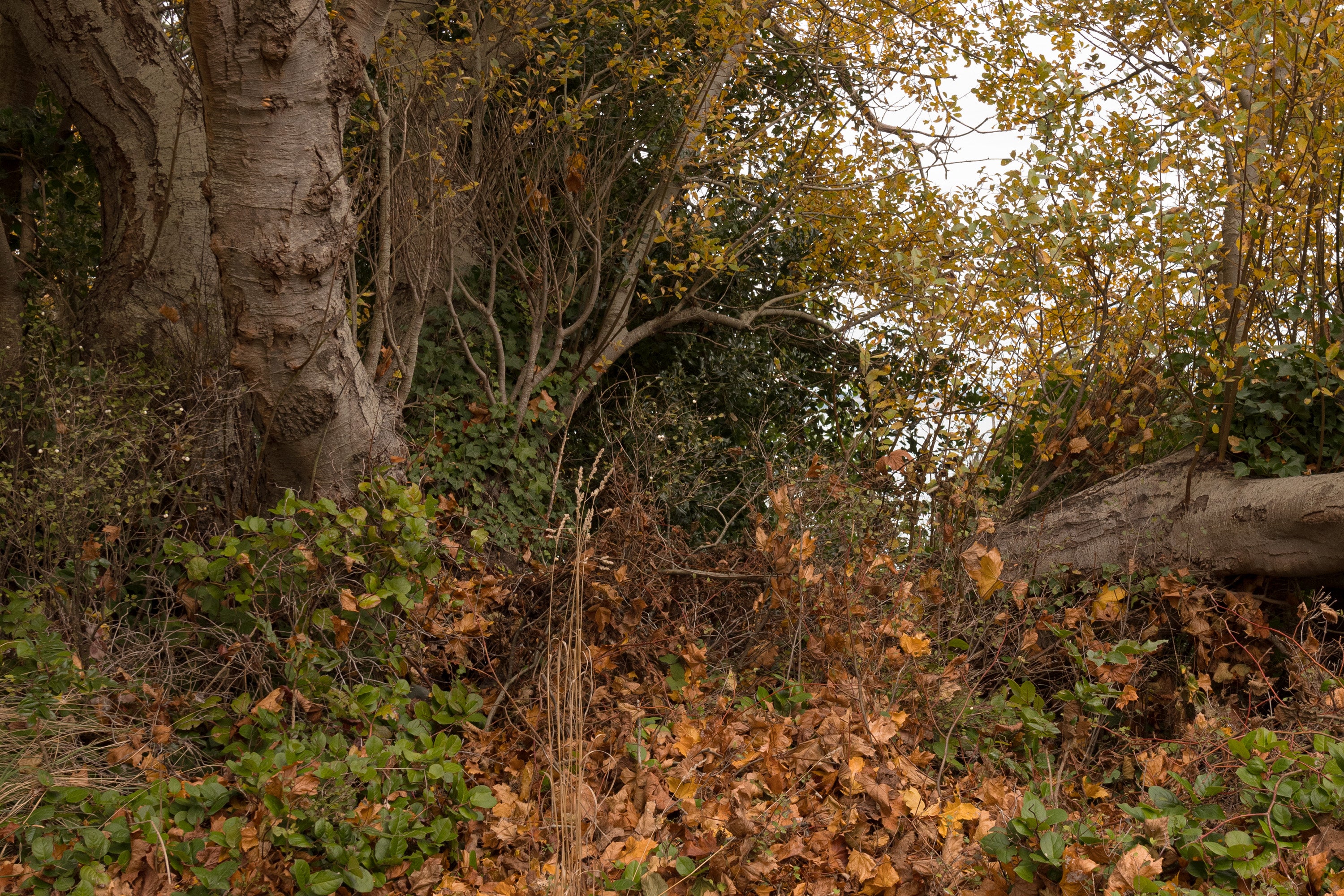 Autumn leaves drift at the foot of an old tree